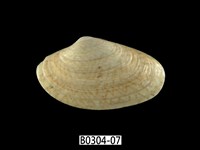 藏品(波紋橫簾蛤)的圖片